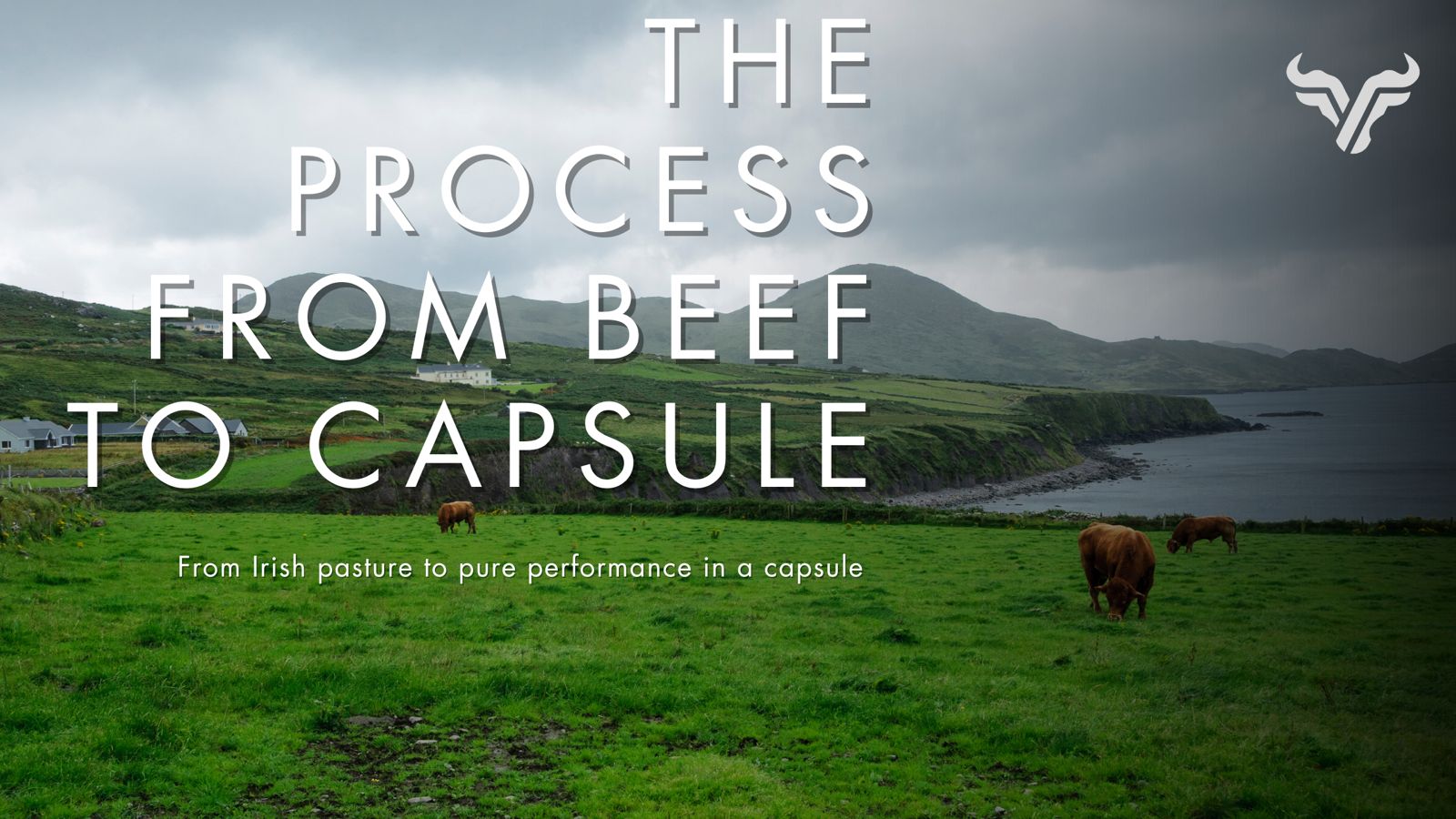 The Process from Beef to Capsule